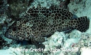  Epinephelus quoyanus (Longfin Grouper)