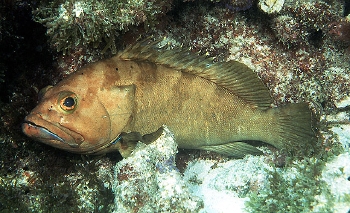  Epinephelus rivulatus (Halfmoon Grouper)