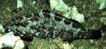  Epinephelus socialis (Surge Grouper)
