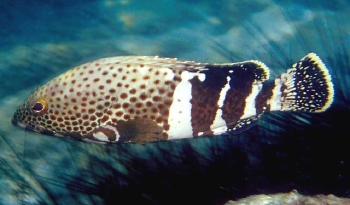  Epinephelus stoliczkae (Epaulet Grouper)