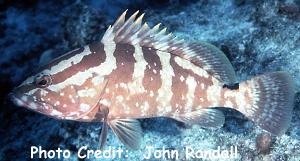  Epinephelus striatus (Nassau Grouper)