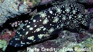  Epinephelus summana (Summan Grouper)