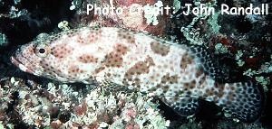  Epinephelus tauvina (Greasy Grouper)