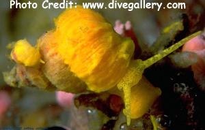 Epitonium billeeanum (Tubastrea Snail, Yellow Sea Snail)