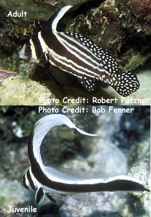  Equetus punctatus (Spotted Drum)