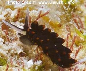  Ercolania boodleae (Sea Slug)