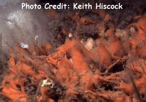  Amphilectus fucorum (Orange Branching Sponge)