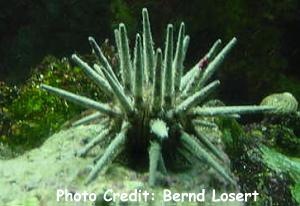  Eucidaris tribuloides (Mine Urchin, Slate Urchin, Club Urchin, Pencil Urchin)