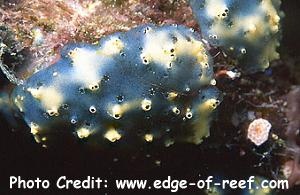  Eudistoma gilboviride (Colony Sea Squirt)