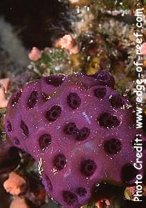  Eudistoma reginum (Colony Sea Squirt)