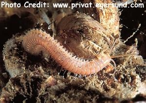  Eunice norvegica (Eunice Worm)