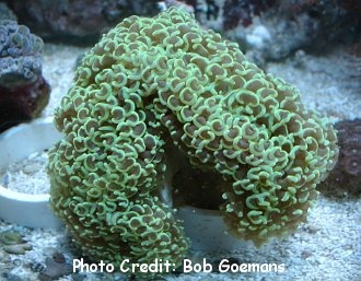  Euphyllia ancora (Hammer Coral, Anchor Coral)