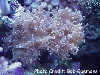  Euphyllia divisa (Frogspawn Coral, Wall Coral, Zig-Zag Coral, Octopus Coral)