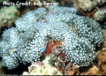  Euphyllia glabrescens (Torch Coral)
