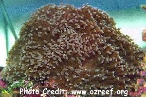  Euphyllia paraancora (Hammer Coral)