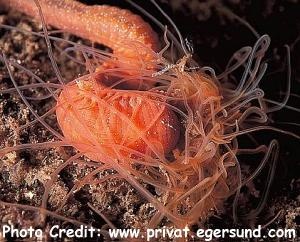  Eupolymnia nebulosa (Spaghetti/Thread Worm)