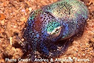  Euprymna berryi (Bobtail Squid)