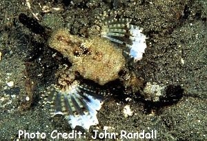  Eurypegasus draconis (Dragon Sea Moth, Short Dragonfish)