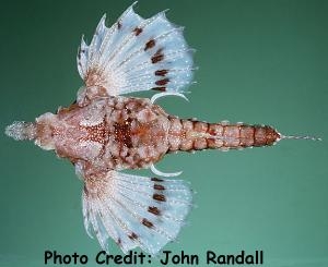  Eurypegasus papilio (Hawaiian Sea Moth)