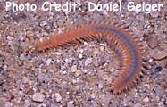  Eurythoe complanata (Bristleworm, Fireworm)