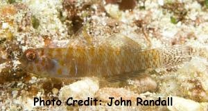  Eviota afelei (Fringefin Goby, Afele’s Dwarf Goby)