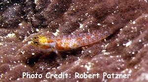  Eviota albolineata (Spotted Fringefin Goby)