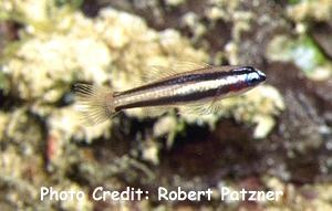  Eviota bifasciata (Two-stripe Pygmy Goby)