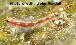  Eviota cometa (Comet Pygmy Goby)