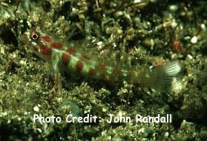  Eviota guttata (Spotted Pygmy Goby)