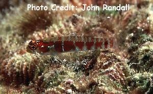  Eviota latifasciata (Broad-banded Pygmy Goby)