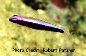  Eviota nigriventris (Blackbelly Pygmy Goby)