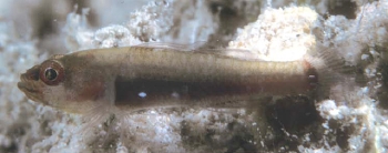  Eviota partimacula (Unknown)