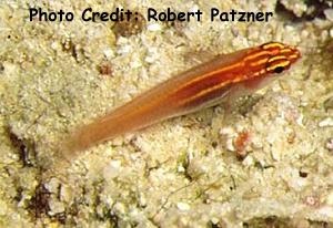  Eviota pellucida (Pellucida Pygmy Goby, Gold Neon Eviota Goby)