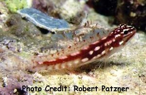  Eviota prasites (Hairpin Pygmy Goby)