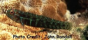  Eviota punctulata (Dotted Pygmy Goby)