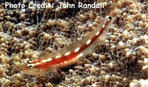  Eviota sebreei (Striped Pygmy Goby)