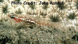  Eviota sigillata (Adorned Pygmy Goby)