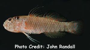  Eviota sparsa (Speckled Pygmy Goby)