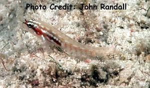  Eviota zebrina (Zebra Pygmy Goby)