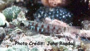  Eviota zonura (Zoned Pygmy Goby)