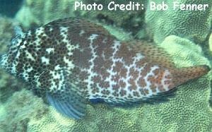  Exallias brevis (Leopard Blenny, Honeycomb Blenny)