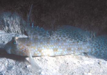  Exyrias akihito (Akihito’s Goby)