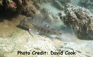  Exyrias belissimus (Mud Reef Goby)