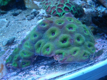  Favia danae (Knob Coral, Moon Coral)
