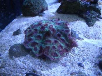  Favia favus (Honeycomb Coral, Pineapple Coral)