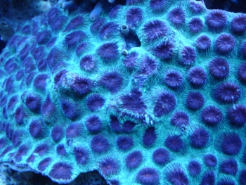  Favia helianthoides (Favia, Pineapple Coral)