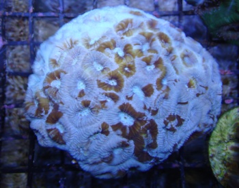  Favia lizardensis (Pineapple Coral, Knob Coral)