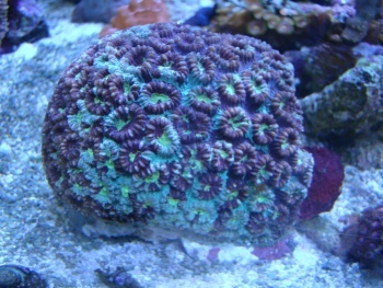 Favia rotumana (Pineapple Coral)