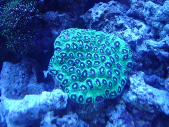 Favia speciosa (Moon Coral, Pineapple Coral, Brain Coral, Star Coral)