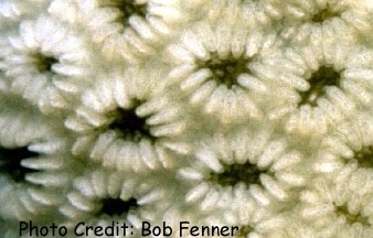  Favia stelligera (Star Coral, Pineapple Coral, Knob Coral)